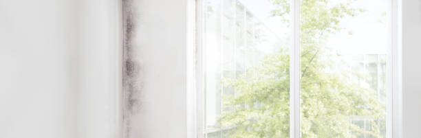 Trusted Oatfield, OR Mold Removal Experts