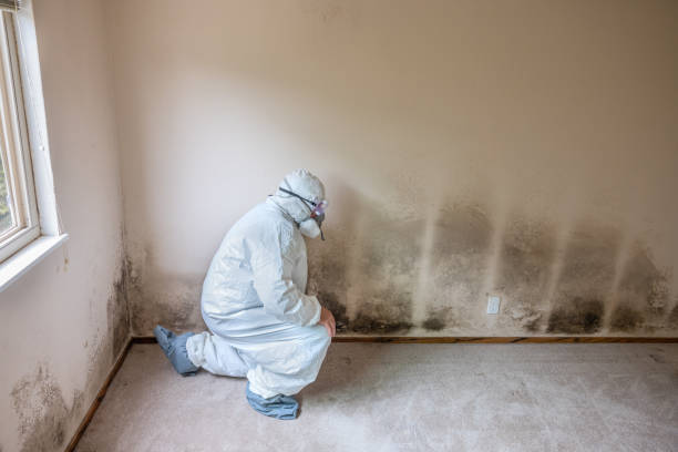 Best Comprehensive Air Testing for Mold Contaminants  in Oatfield, OR